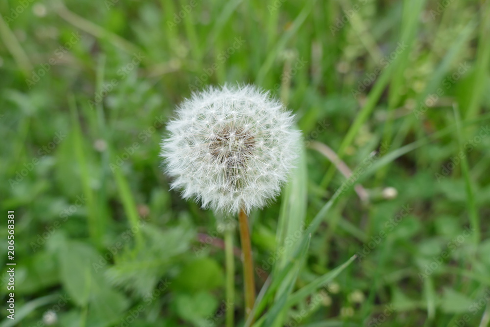 fresh dandelion in spring, pictures of herbs dandelion grass,
fresh dandelion in spring, pictures of herbs dandelion grass,
