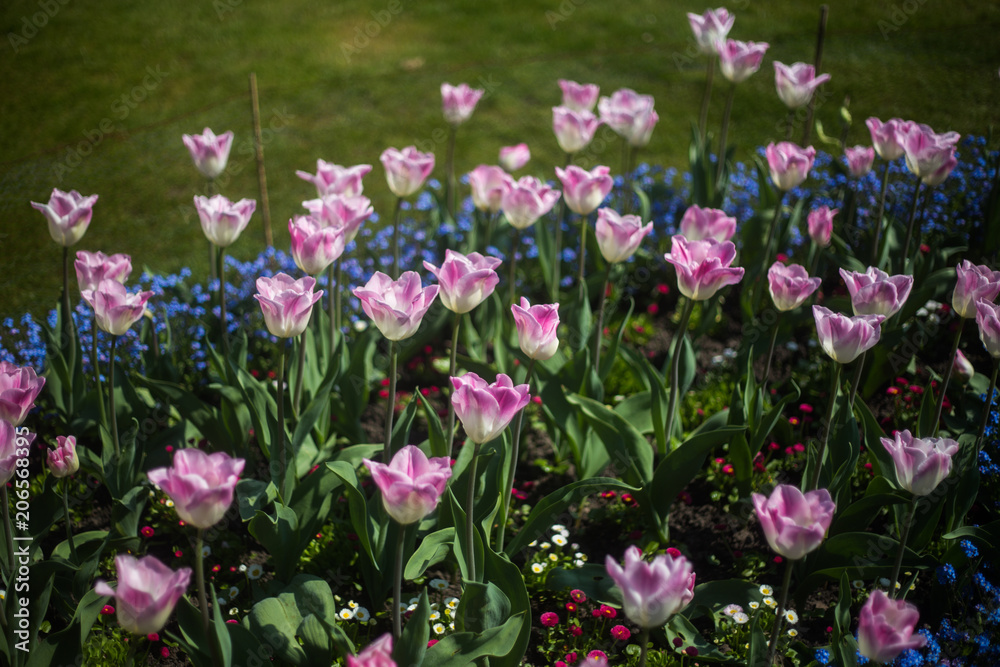 Close up of Spring flowers