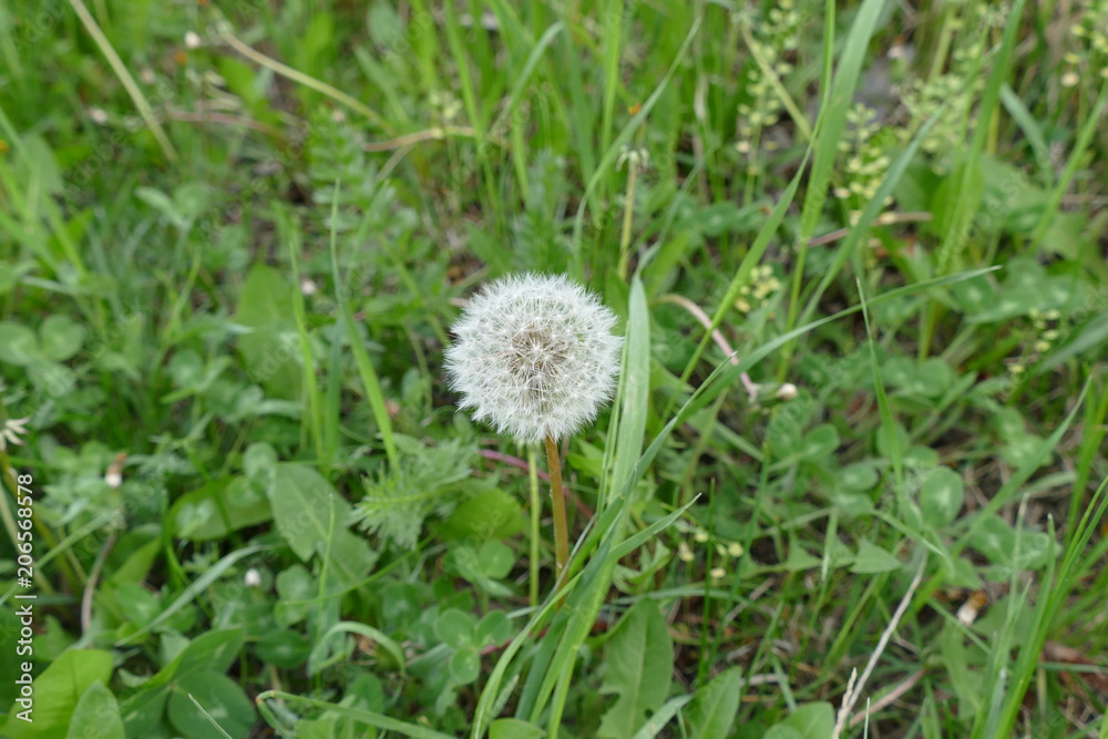 fresh dandelion in spring, pictures of herbs dandelion grass,
fresh dandelion in spring, pictures of herbs dandelion grass,