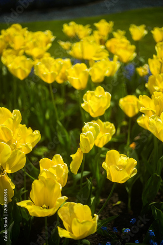 Fototapeta Naklejka Na Ścianę i Meble -  Close up of Spring flowers