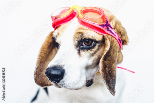 Beagle dog in red swimming goggles on her head looking away