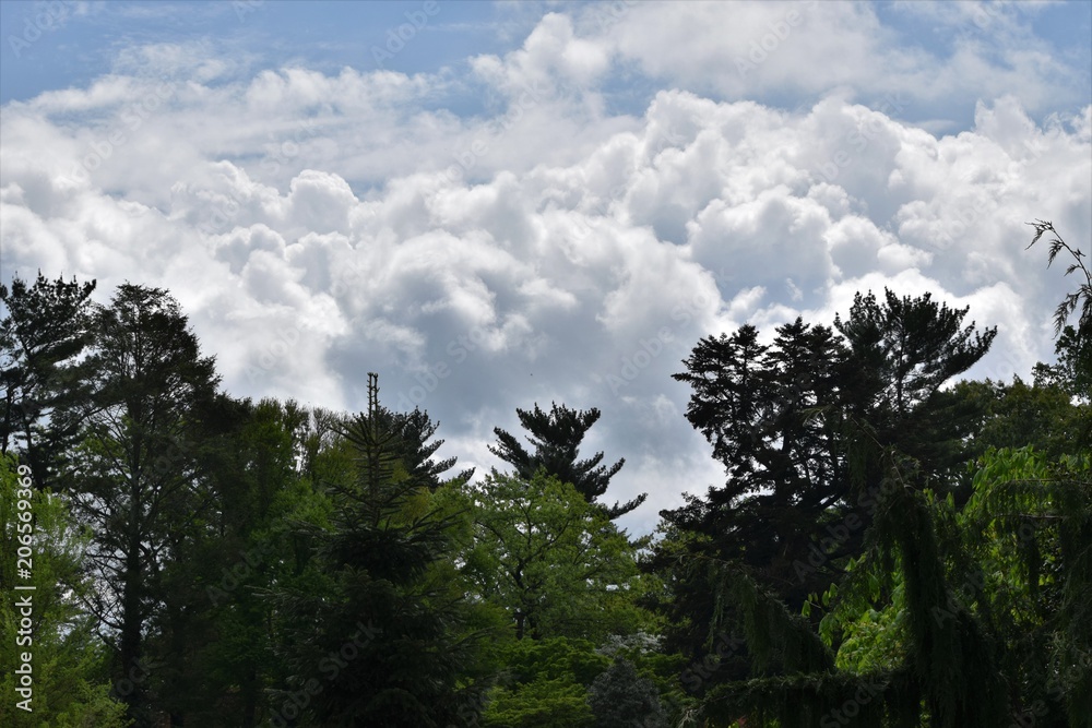 Clouds above the trees