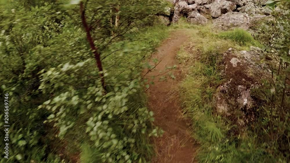 POV shot of adventurer or explorer tourist traveller follow tiny little bird jump, move and fly over little path or trail in green amazing forest, nature exploration and summer outdoor activity POV shot of adventurer or explorer tourist traveller follow tiny little bird jump, move and fly over little path or trail in green amazing forest, nature exploration and summer outdoor activity