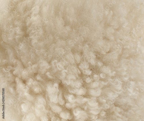 sheep wool, fragment, color and texture