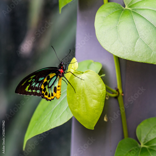 Cairns Birdwing Butterfly  - Ornithoptera priamus photo