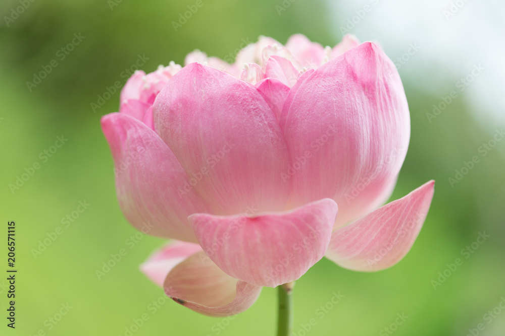 Beautiful pink lotus flowers on green background Beautiful pink lotus flowers on green background