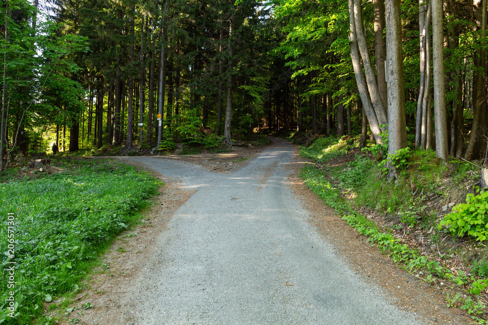 Fototapeta premium Bright green forest natural walkway in sunny day light. Sunshine forest trees. Sun through vivid green forest.