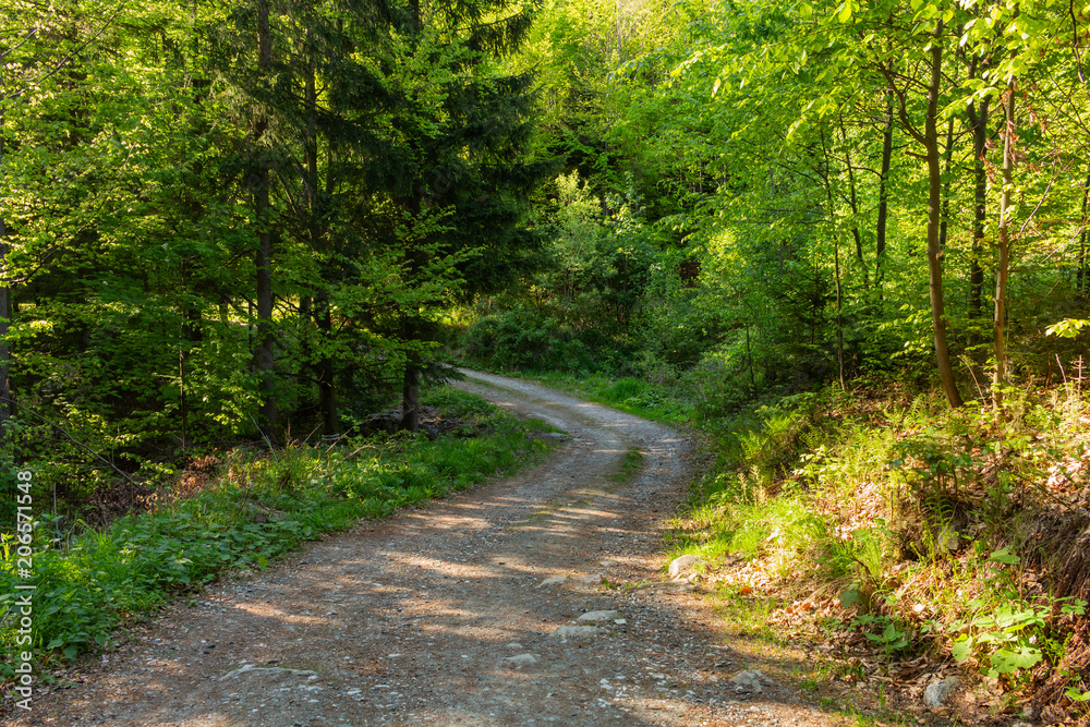 Bright green forest natural walkway in sunny day light. Sunshine forest trees. Sun through vivid green forest. Bright green forest natural walkway in sunny day light. Sunshine forest trees. Sun through vivid green forest.