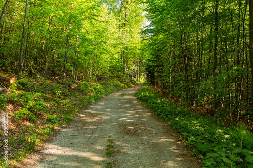 Narrow path lit by soft spring sunlight. Forest spring nature. Spring forest natural landscape with forest trees