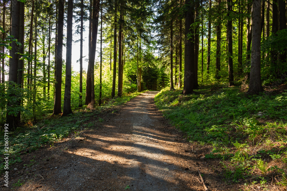 Fototapeta premium Narrow path lit by soft spring sunlight. Forest spring nature. Spring forest natural landscape with forest trees