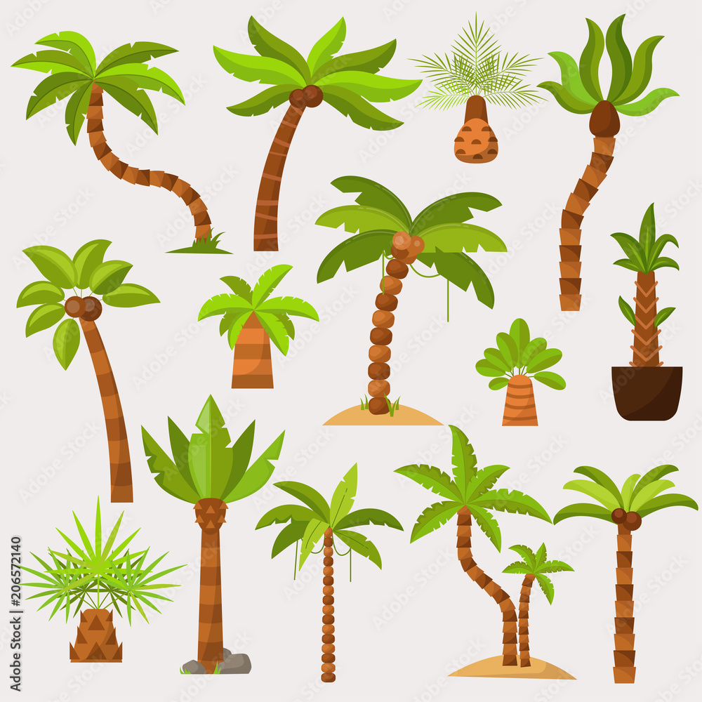 Palma vector palmaceous tropical tree with coconut or green exotic leafs  and palmetto on tropic beach illustration palmy set isolated on white  background Stock Vector | Adobe Stock