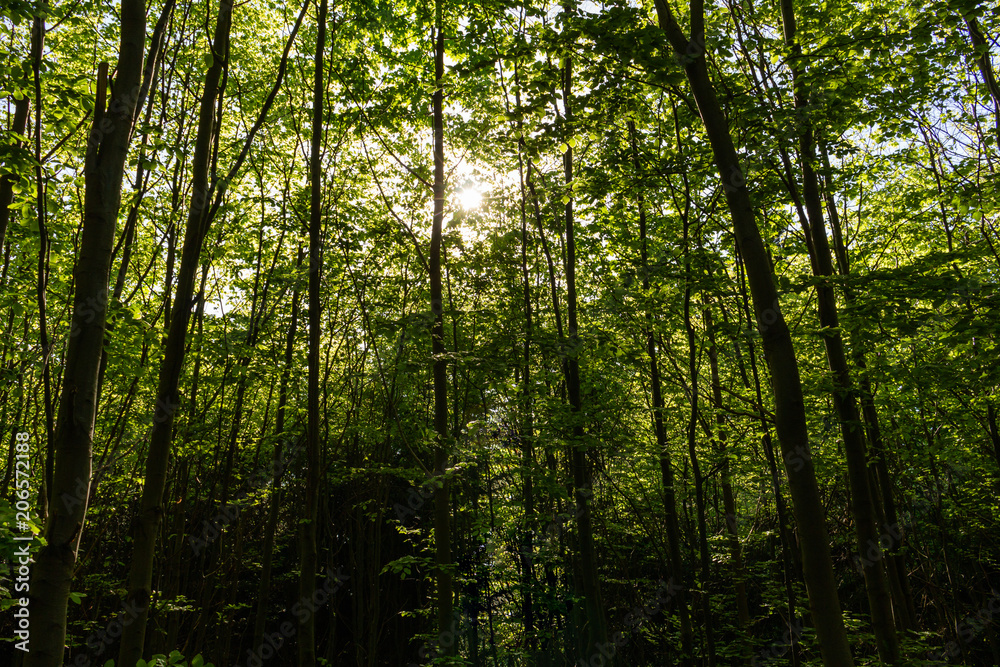 summer nature. sunlight in trees of green forest summer nature. sunlight in trees of green forest