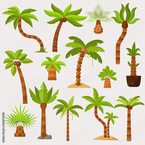 Palma vector palmaceous tropical tree with coconut or green exotic leafs and palmetto on tropic beach illustration palmy set isolated on white background