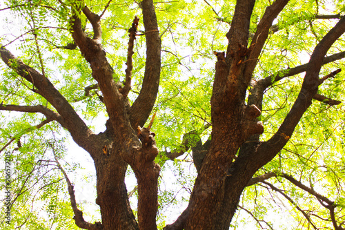 big old tree