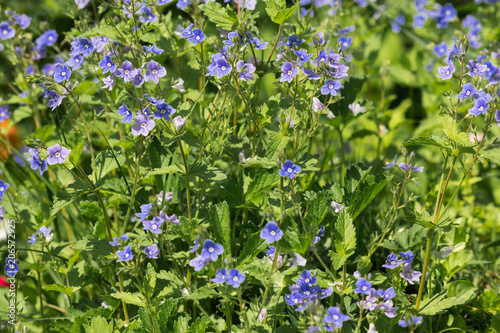 Natural background with germander speedwell (Veronica chamaedrys)