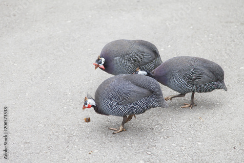 Pheasants on walk