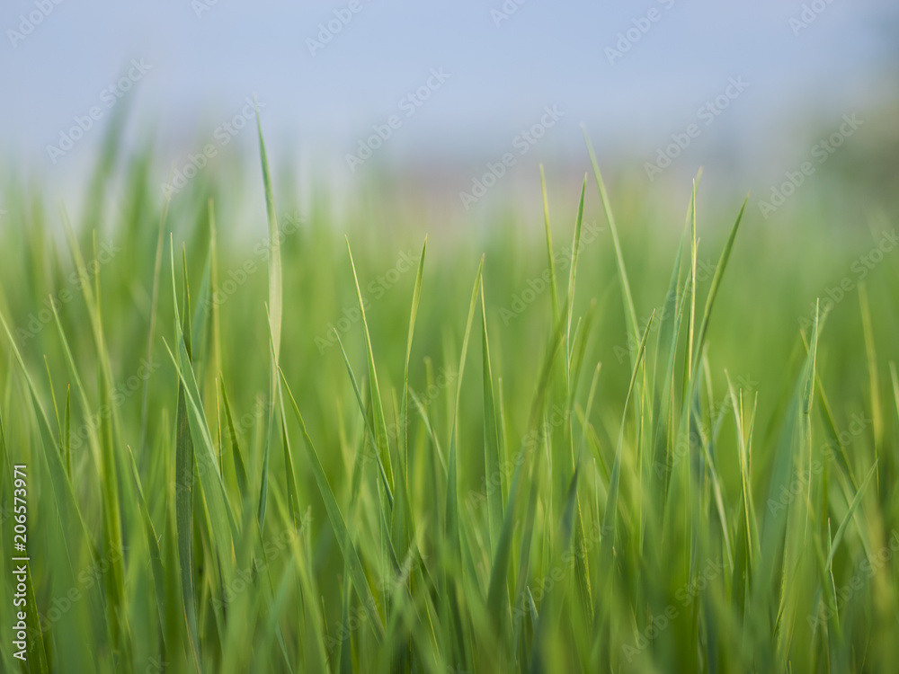 grass with blurred bokeh grass with blurred bokeh