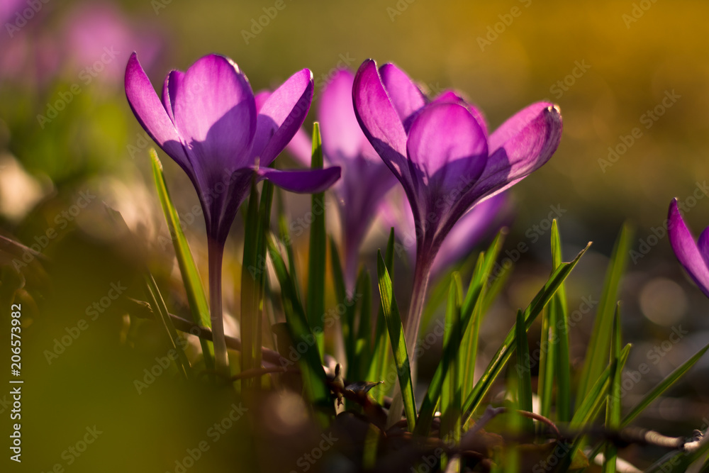 Crocus