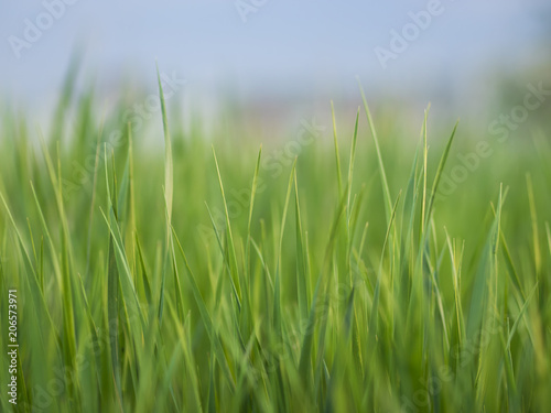 grass with blurred bokeh