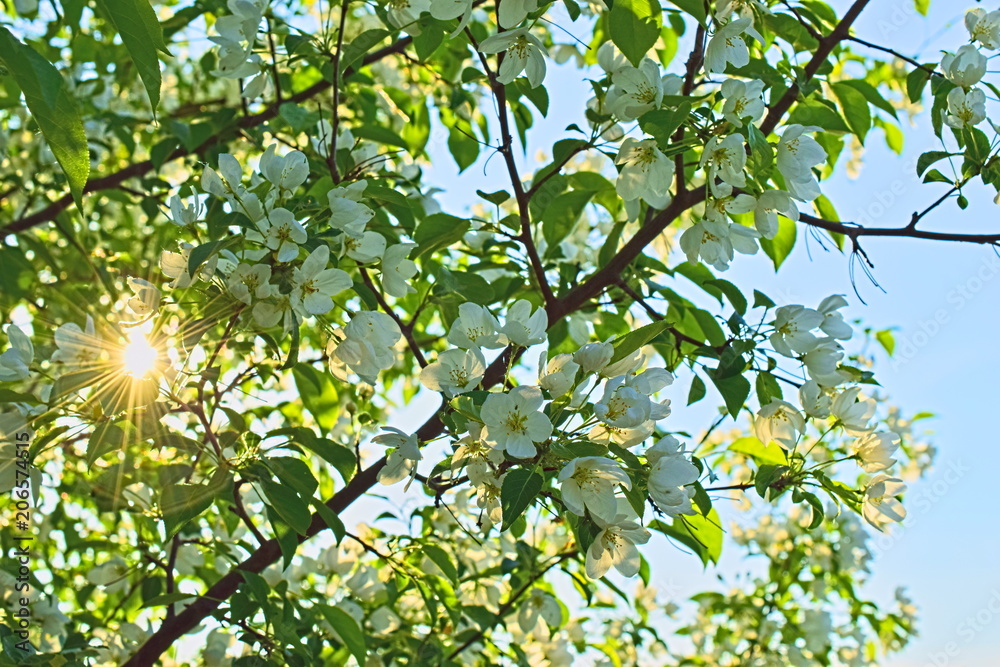 Blooming branches of the Apple tree and the sun