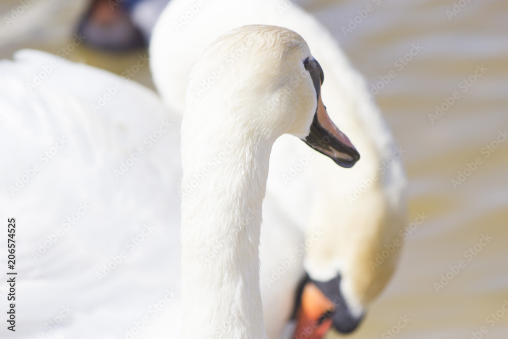 Obraz premium Swans on the lake