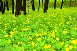 Flower meadow in the forest (Celandine (lat. Chelidonium)). Closeup.
