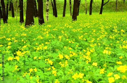 Flower meadow in the forest (Celandine (lat. Chelidonium)). Closeup.