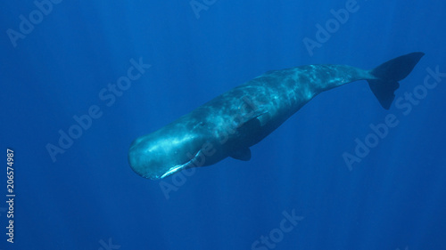 Swimming with Sperm Whales in Dominica  an island nation in Caribbean. Eye contact with a curious whale is priceless experience.