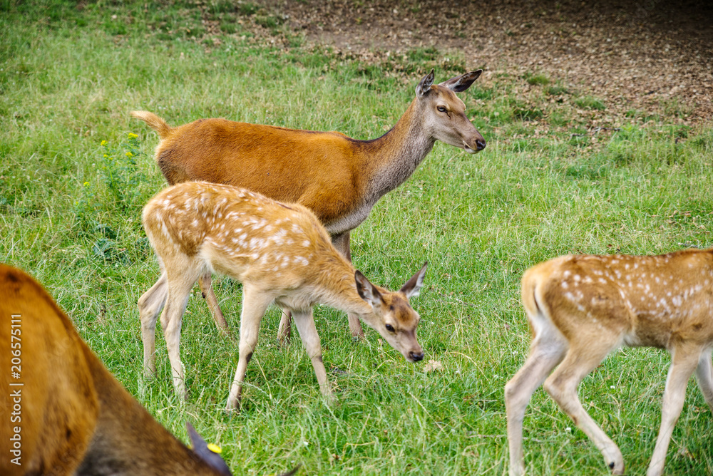 White doted fawn, Bambi, with mother deer. White doted fawn, Bambi, with mother deer.