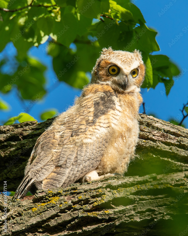 Fototapeta premium Great horned owlet