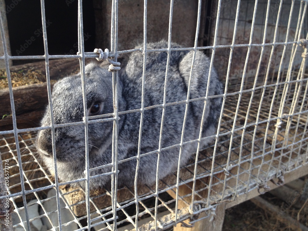 Obraz premium rabbit in a cage