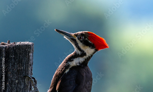 Pileated Woodpecker on Fence Post photo