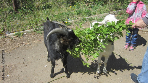 PERM,GOATS IN THE RAZGULYAI photo