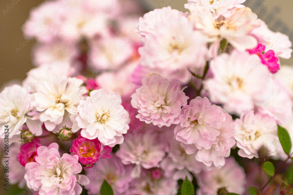 薔薇(咲耶姫)