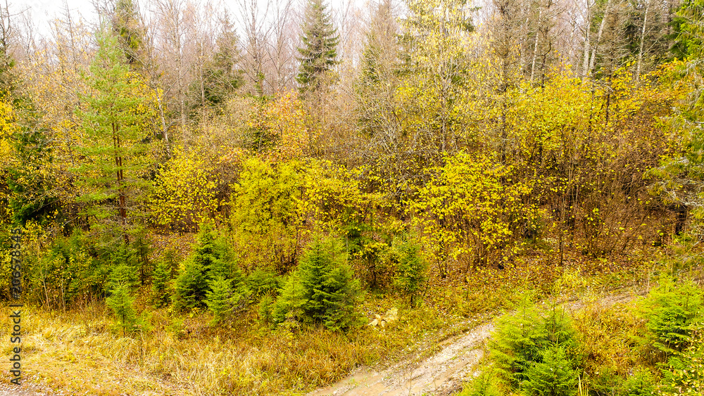 Fototapeta premium autumn landscape yellow trees blue sky photo from height