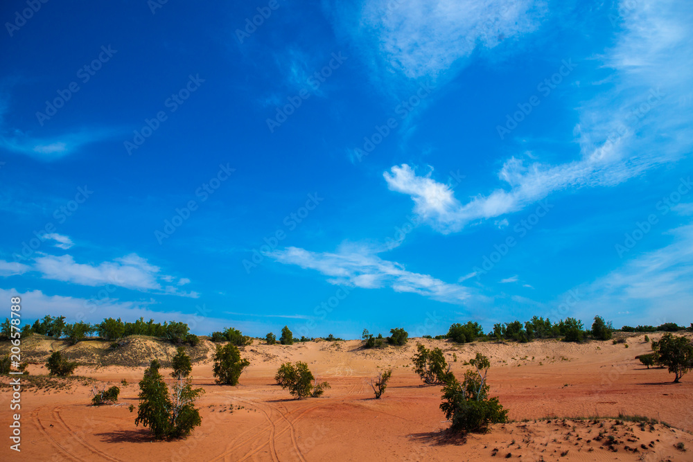 trees in the sands. desert landscape with blue sky.