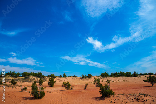 trees in the sands. desert landscape with blue sky. © toomler
