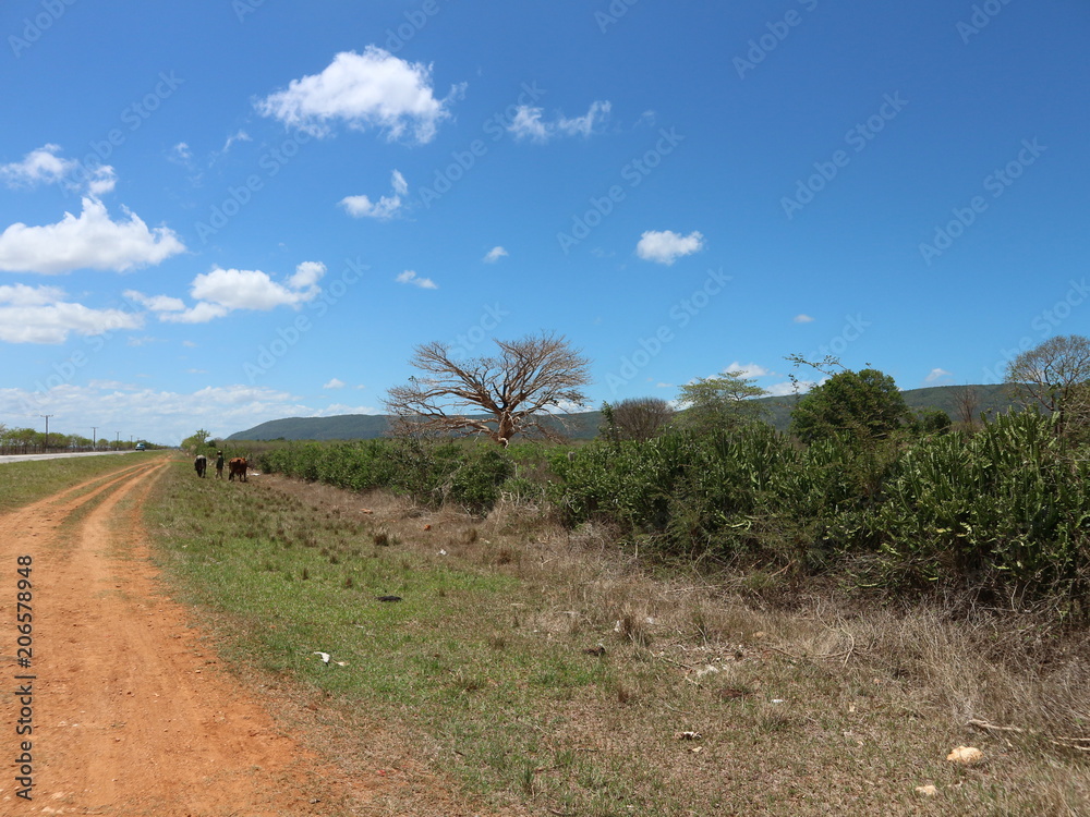 Obraz premium Landstraße auf Kuba, Karibik