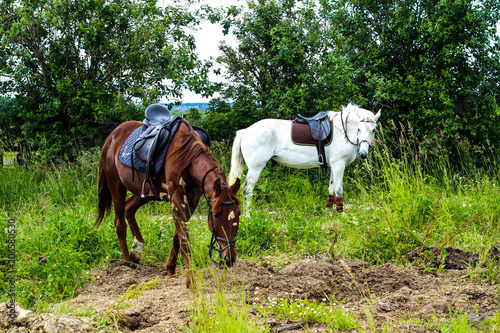 white and brown horses grazing in a meadow