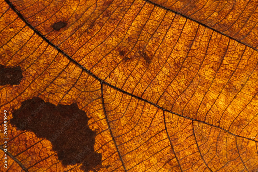 Obraz premium brown leave close up