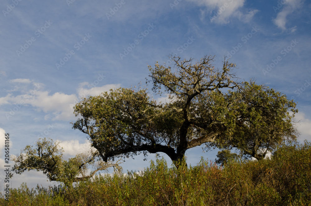 Evergreen oaks (Quercus ilex rotundifolia). Monfrague National Park. Caceres. Extremadura. Spain. Evergreen oaks (Quercus ilex rotundifolia). Monfrague National Park. Caceres. Extremadura. Spain.