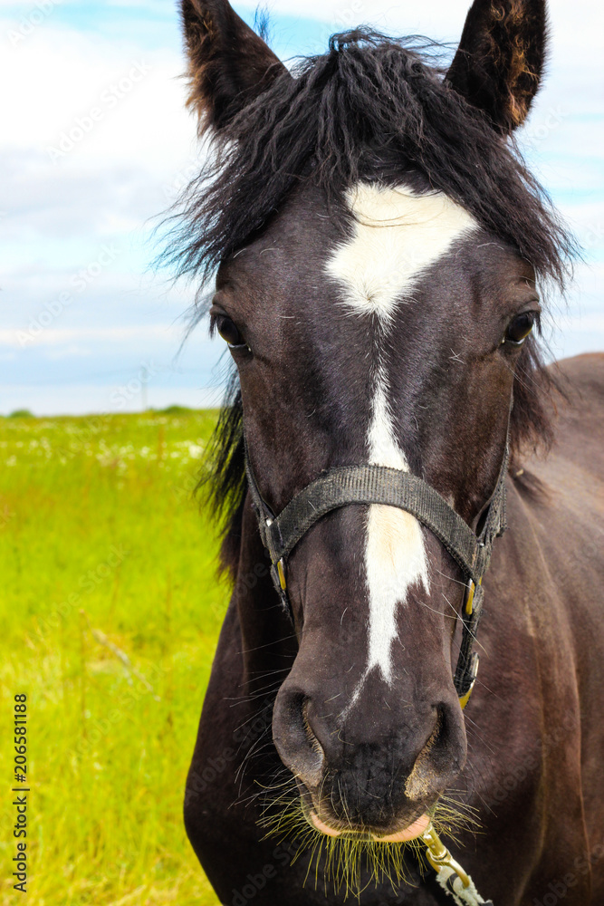 brown horse grazing in the meadow