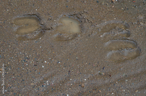 Wild boar (Sus scrofa) tracks on the mud. Huerto del Almez. Villareal de San Carlos. Monfrague National Park. Caceres. Extremadura. Spain. photo