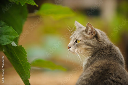 Grey Cat outdoor portrait in nature