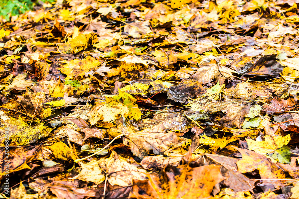 autumn landscape yellow and brown maple leaves on wet ground autumn landscape yellow and brown maple leaves on wet ground