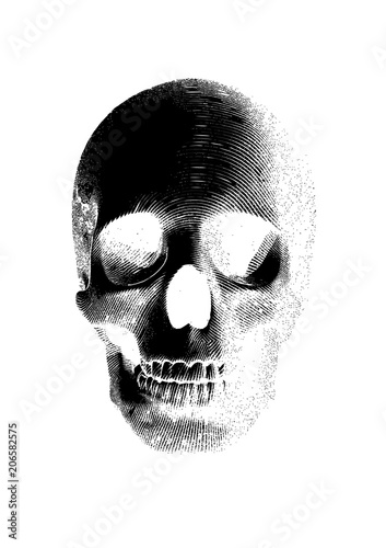 Skull frontal drawing on white BG