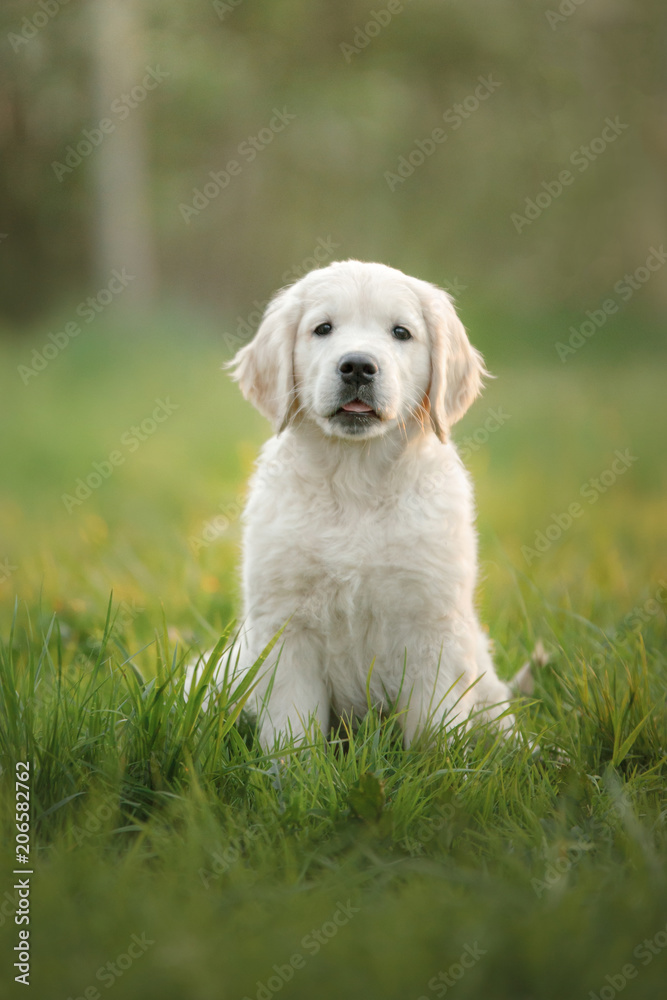 Golden Retriever puppy runs on grass and plays. Pet in the park in summer Golden Retriever puppy runs on grass and plays. Pet in the park in summer