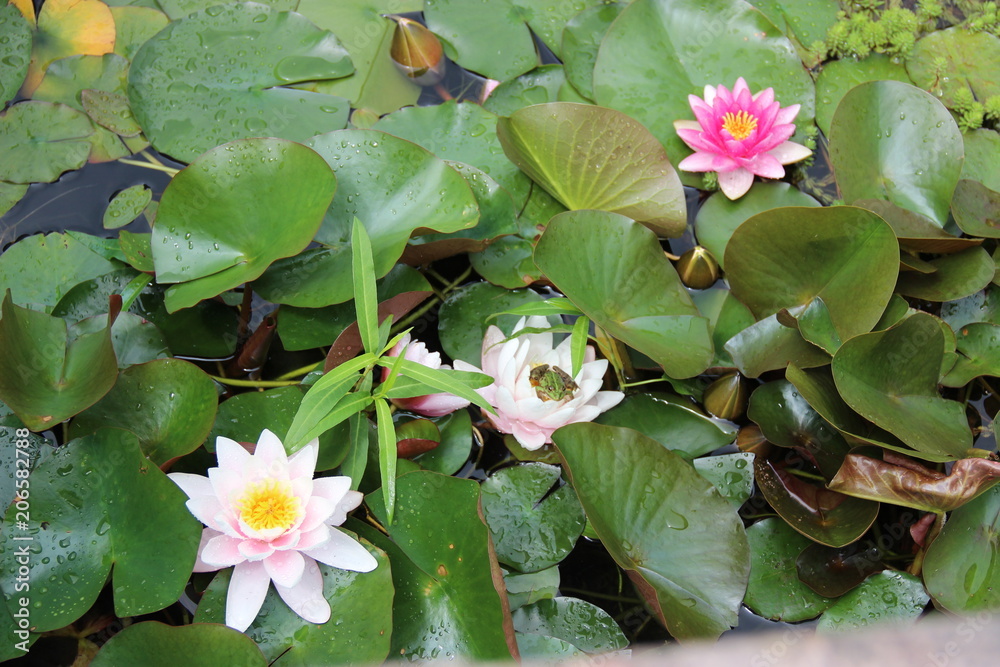 Nénuphar Nénuphar