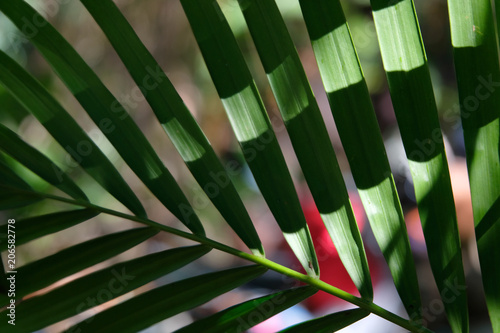 green leave close up