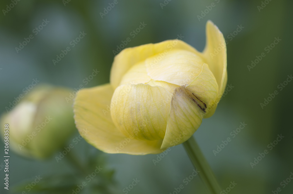 European globeflower (Trollius europaeus) close up European globeflower (Trollius europaeus) close up